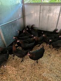 Galline