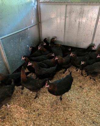 Galline