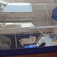 Coniglio ? di compagnia