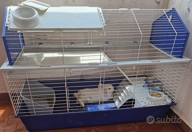 Coniglio ? di compagnia