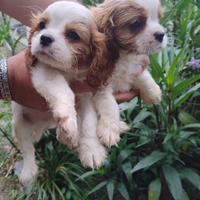 Cavalier king cuccioli