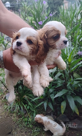 Cavalier king cuccioli