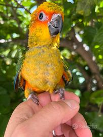 Conuro del sole allevato a mano