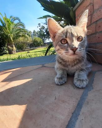 Gattini grigi
