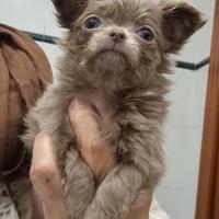 Chihuahua femminuccia con pedigree