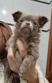 Chihuahua femminuccia con pedigree