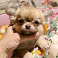 Chihuahua con pedigree