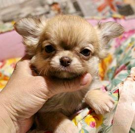 Chihuahua con pedigree