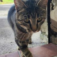 Gattino dolcissimo pronto per l'adozione