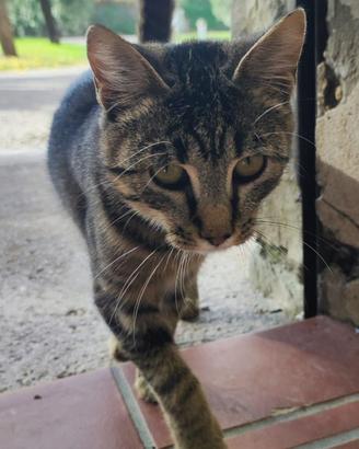 Gattino dolcissimo pronto per l'adozione