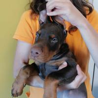 Ultimo cucciolo disponibile Dobermann maschio