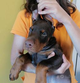 Ultimo cucciolo disponibile Dobermann maschio