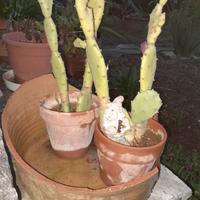 cocci di capasa antica