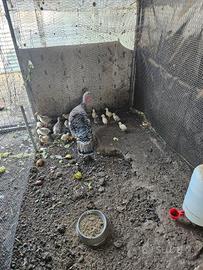 Tacchini piccoli