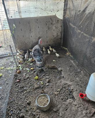 Tacchini piccoli
