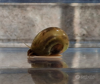 Planorbarius colori misti