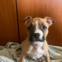 Amstaff femmina disponibile