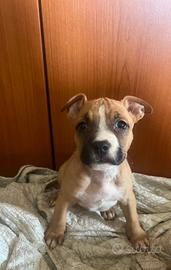 Amstaff femmina disponibile