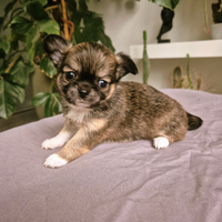 Chihuahua Toy pelo lungo maschietti