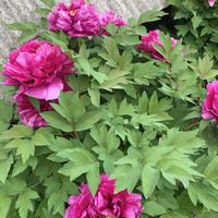 Peonie arbustive 