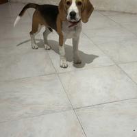 Beagle per monta
