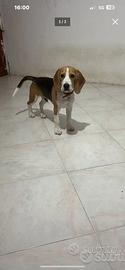 Beagle per monta