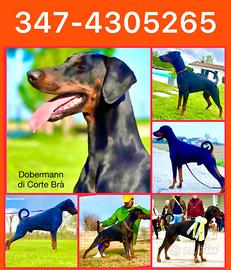 Dobermann cuccioli Alta genealogia