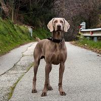Maschio Weimaraner Stallone per accoppiamento