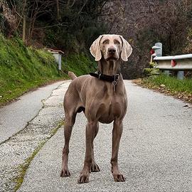 Maschio Weimaraner Stallone per accoppiamento