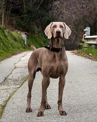 Maschio Weimaraner Stallone per accoppiamento