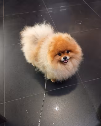 Spitz maschio