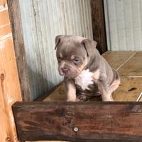 Cucciola di American Bully