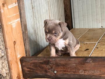 Cucciola di American Bully