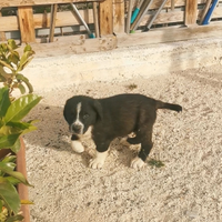 Pastore Asia centrale