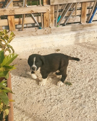 Pastore Asia centrale