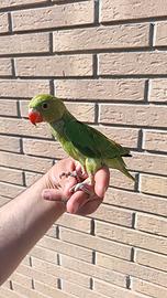 Pappagalli