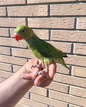 Pappagalli
