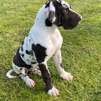 Cucciola di Alano arlecchino femmina