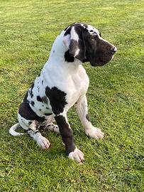 Cucciola di Alano arlecchino femmina