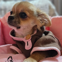 Chihuahua femmina pelo lungo con pedigree enci