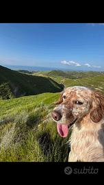 Setter inglese