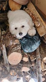 Cucciolo Pastore Maremmano