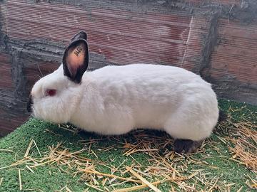 Conigli californiani