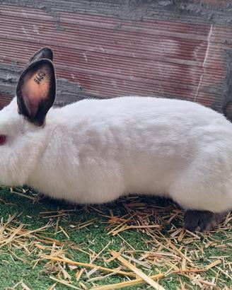 Conigli californiani