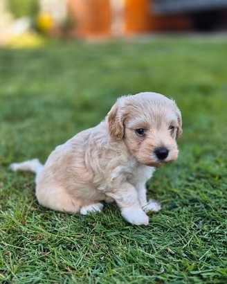 Piccoli di maltipoo