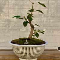 Bonsai di Acero Amur