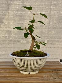 Bonsai di Acero Amur