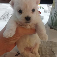 Cucciolo maltese maschio