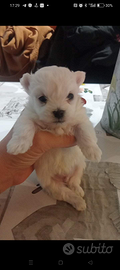 Cucciolo maltese maschio