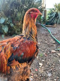 Gallo brahma perniciato oro maglie nere Brahama